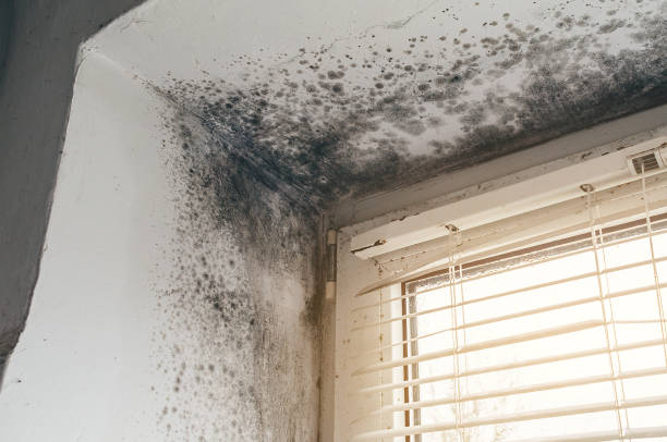 Affordable Bathroom Mold Removal solutions in Garfield, TX